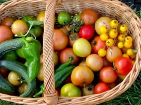 Solawi - Solidarische Landwirtschaft Heilbronn Mosbach 1