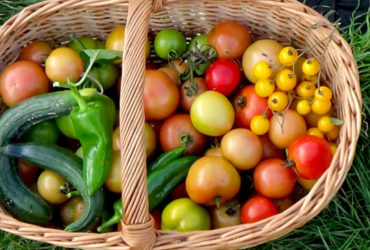 Solawi - Solidarische Landwirtschaft Heilbronn Mosbach 1