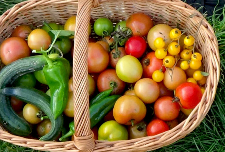 Solawi - Solidarische Landwirtschaft Heilbronn Mosbach 1