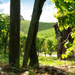 Jörg Düsterwald - Bodypainting Weinberg (1)