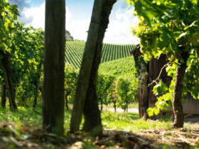 Jörg Düsterwald - Bodypainting Weinberg (1)