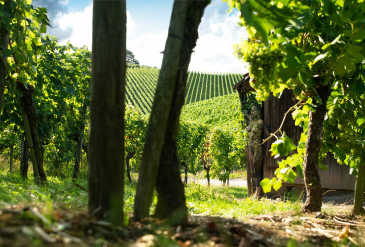 Jörg Düsterwald - Bodypainting Weinberg (1)
