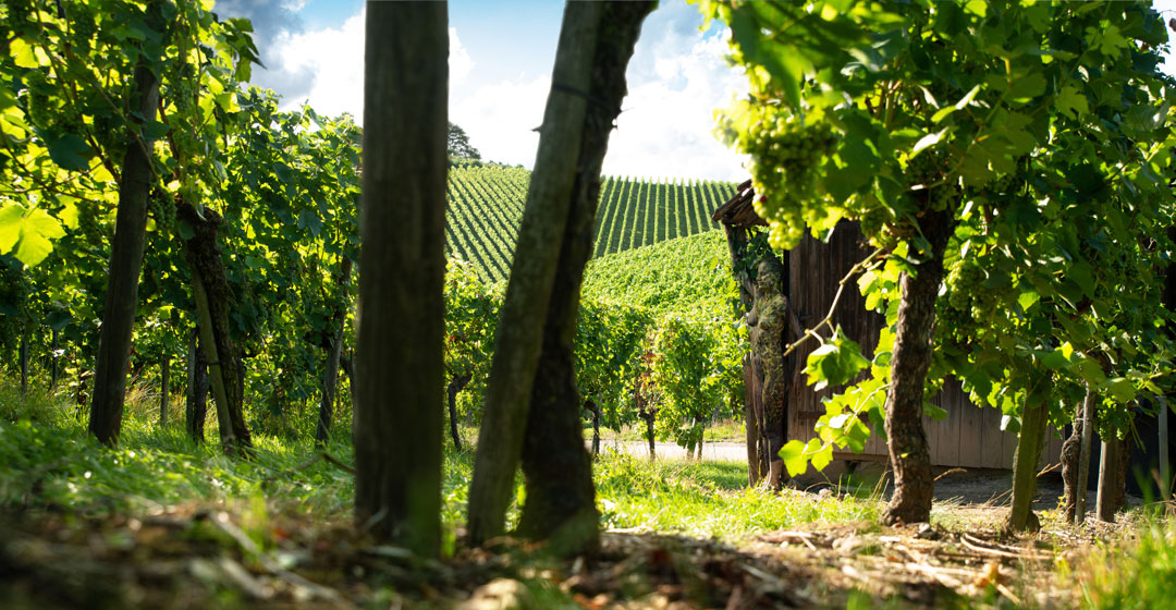 Jörg Düsterwald - Bodypainting Weinberg (1)