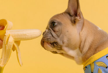 Phonk. der Reporter (Magazin) - Juni 2021 (Cover)