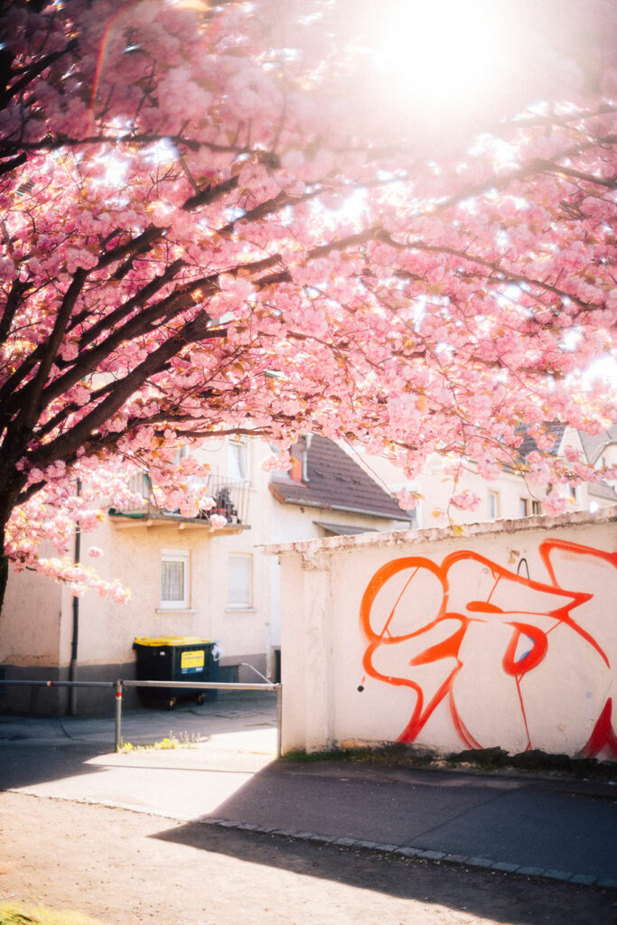 hnxgrafie - Jannik Schramm (Kirschblüten K3 Heilbronn)