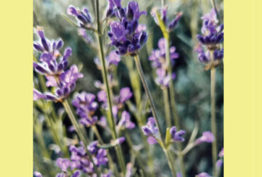 Phonk. Magazin - Juni & Juli 2023 (Cover)