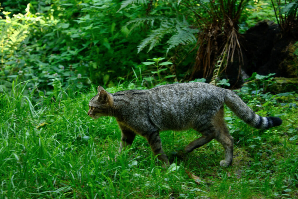 Wildkatzen Wälder Baden-Württemberg - BUND (2)