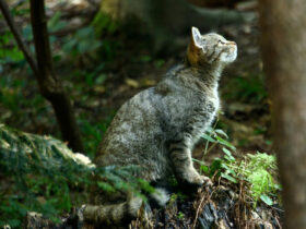 Wildkatzen Wälder Baden-Württemberg - BUND (1)