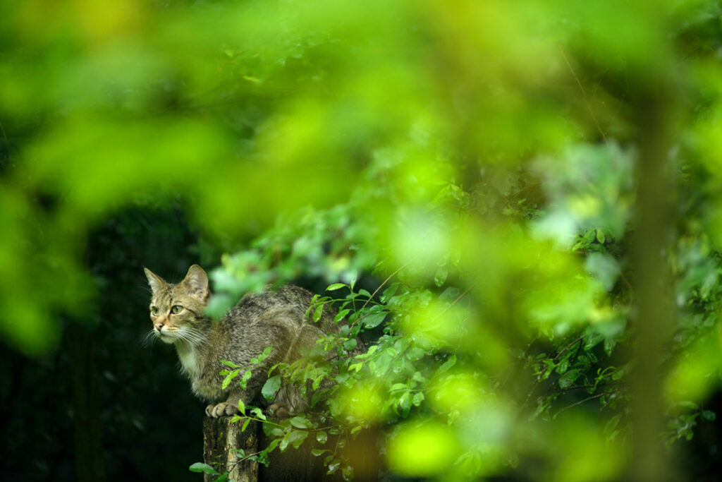 Wildkatzen Wälder Baden-Württemberg - BUND (3)