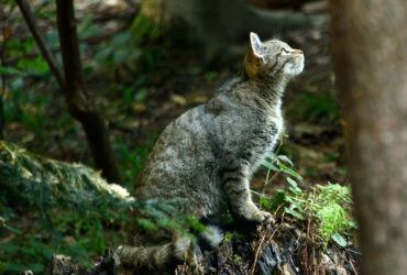 Wildkatzen Wälder Baden-Württemberg - BUND (1)