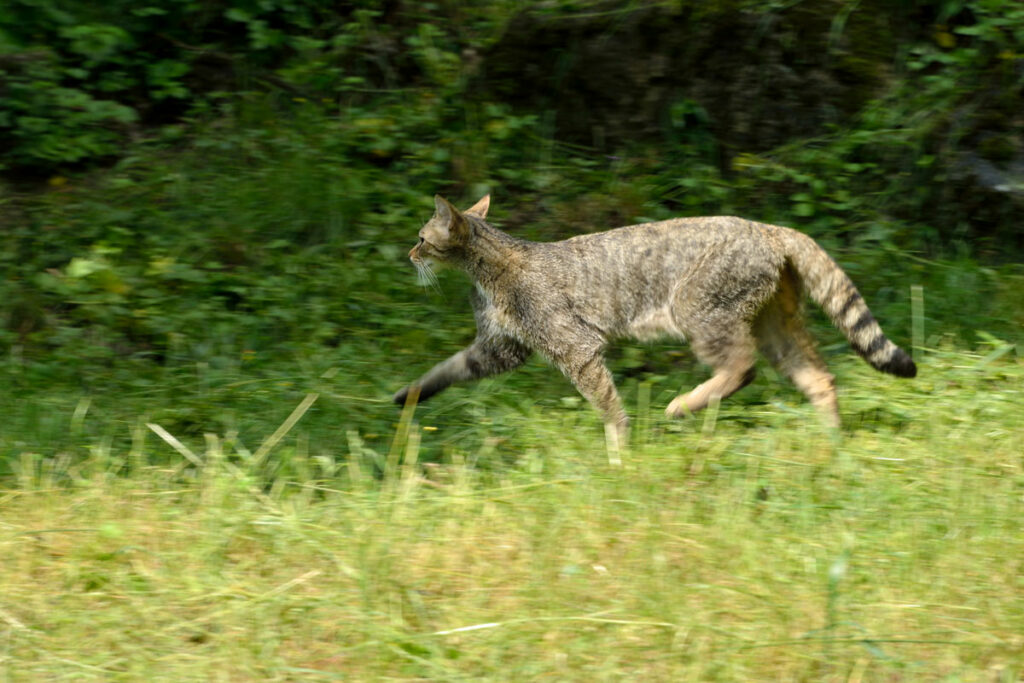 Wildkatzen Wälder Baden-Württemberg - BUND (4)
