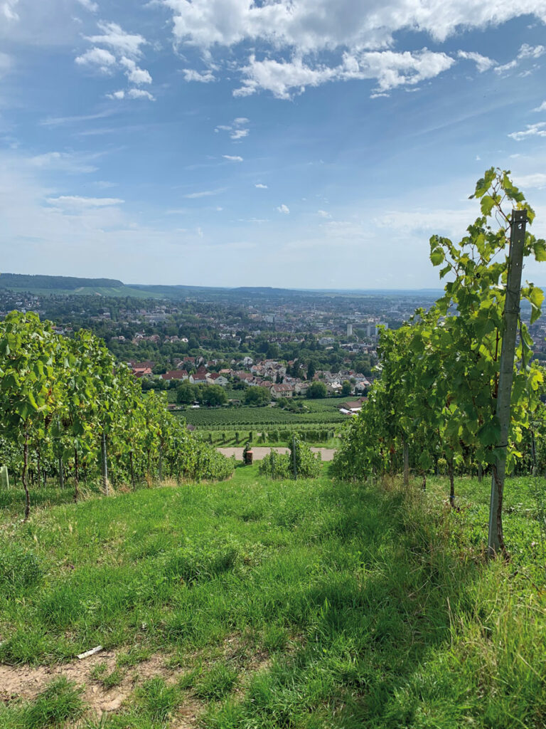 Hüttenzauber Heilbronn: Blick über die Weinberge bei Tag