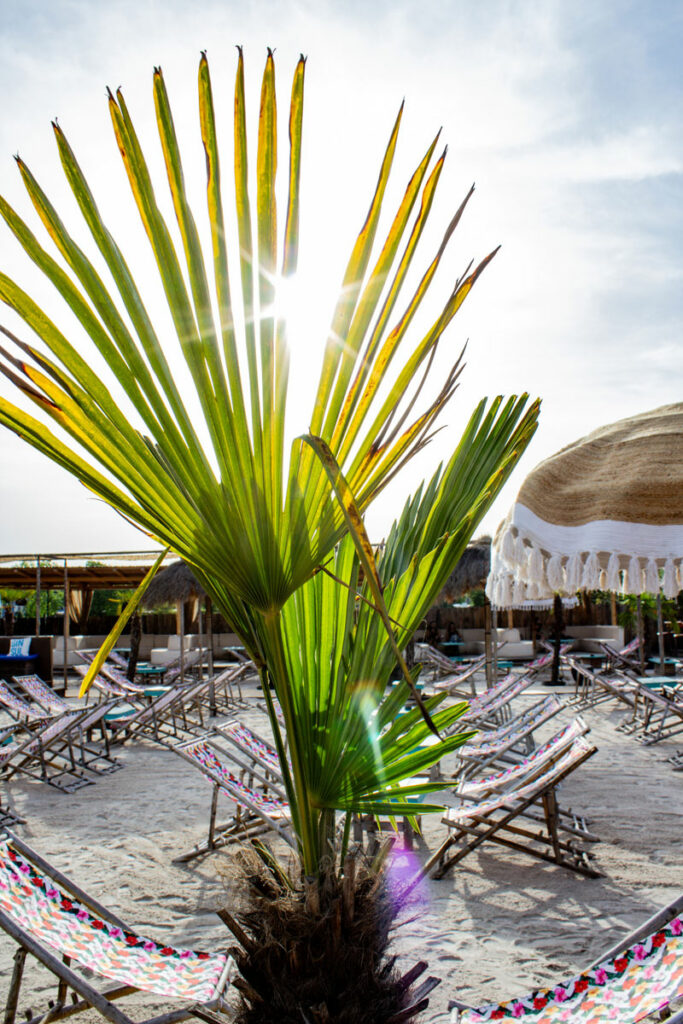 Hip Island Heilbronn: Palmen, Sand & Party in der City