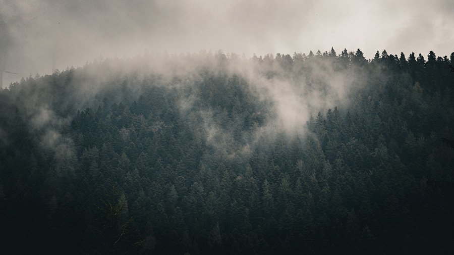 Schwarzwald bei Hornberg im Nebel